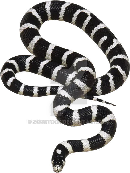 Snake Black And White Snake Png Snake Transparent Background