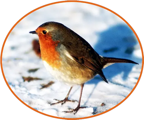 Winter Clipart European Robin Png Snow Png