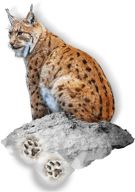 Eurasian Lynx Savannah Png Lynx Png