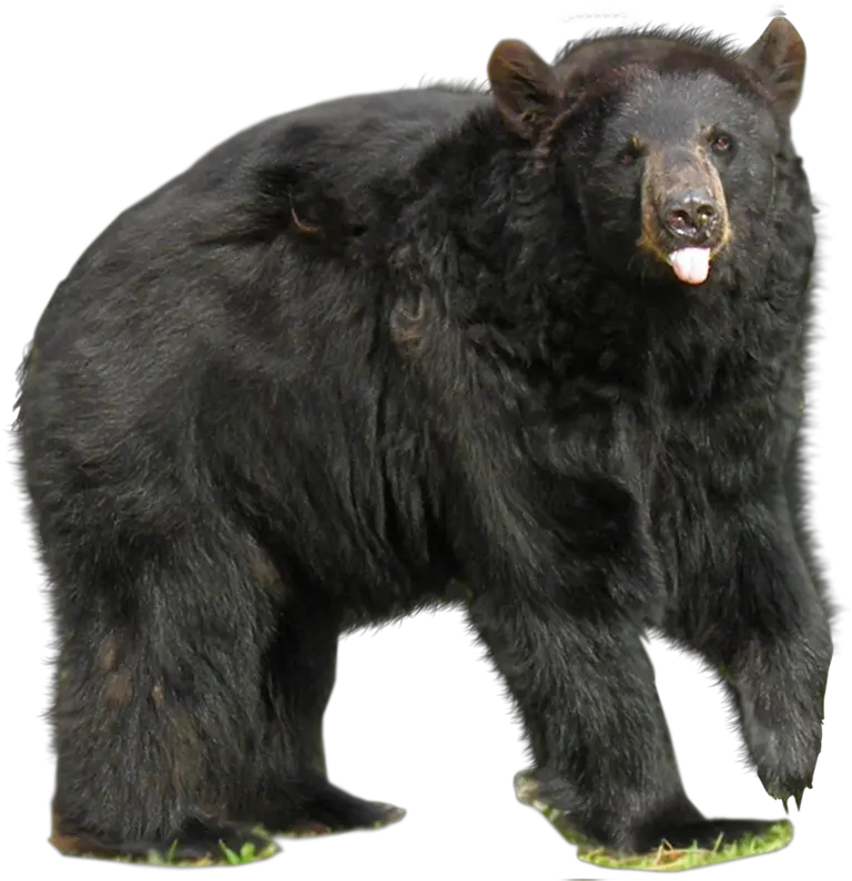 Transparent Png Images Icons And Clip Arts Black Bear Png Grizzly Bear Png