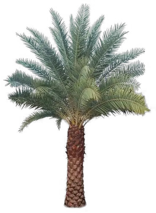 Palm Tree Transparent Images Al Saudia Tibbi Foundation Png Palm Png