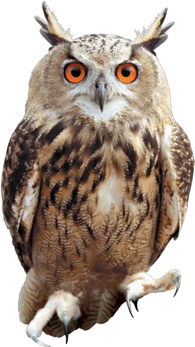 Png Owl Owl Png Owl Transparent