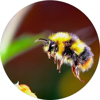 Download Bumble Bee Flying Towards A Flower Real Life Cute Do Bumble Bees Have Stingers Png Bumble Bee Png