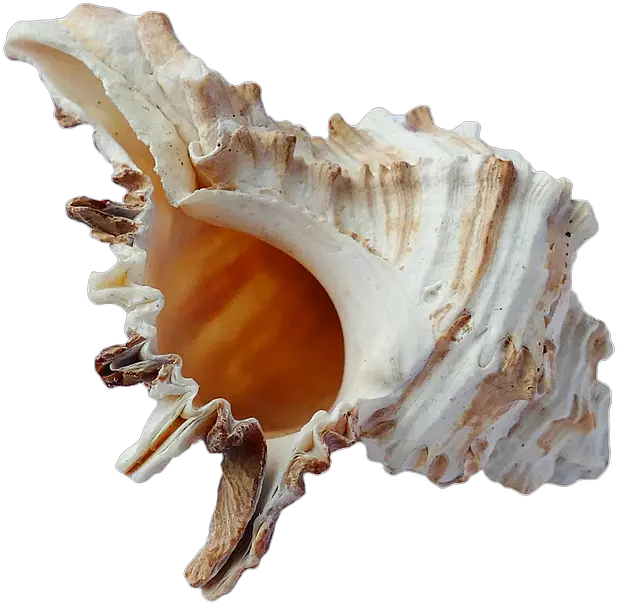 Picture Sea Shell Png Aesthetic Sea Shell Png