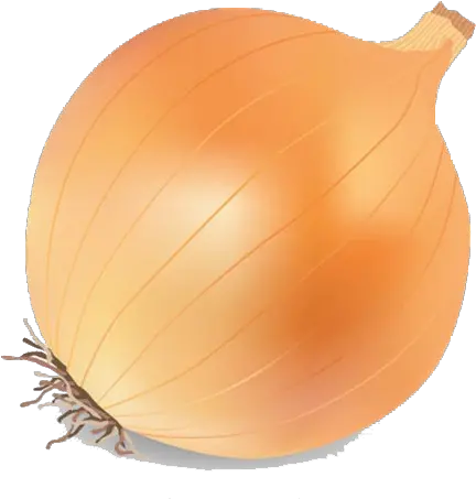 Onion Vector Png Transparent Image Transparent Background Onion Vector Png Onion Transparent Background