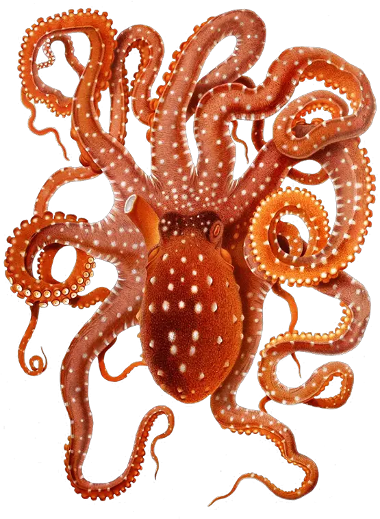 Png Transparent Octopus Octopus Png Octopus Png