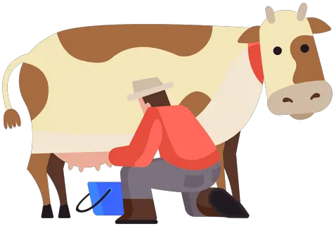 Cow Milking Illustration Transparent Png U0026 Svg Vector File Milking Cow Png Cow Transparent