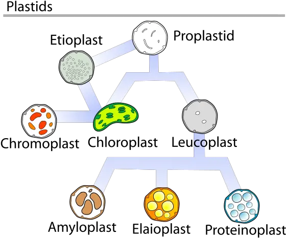 Difference Between Mitochondria And Plastids Types Png Mitochondria Png