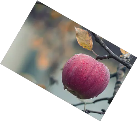 Rotate A Png Online Png Tools Apple Frost Border Png
