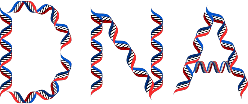 Dna Learning Center Archives Page 2 Of 7 Cold Spring Genetics For Kids Png Love Season Icon Pop Quiz