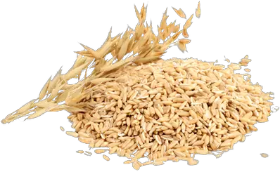 Rice Transparent Png Stickpng Oats Grain Grain Png