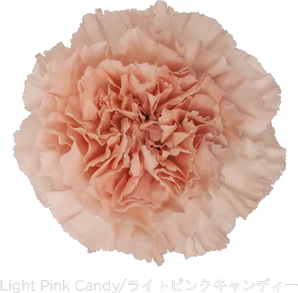 Download Colibri Flowers Carnation Carnation Light Pink Candy Png Carnation Png