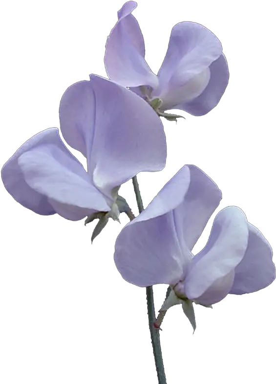 Svetlera Png Aesthetic Transparent Sweet Pea Png Pea Icon