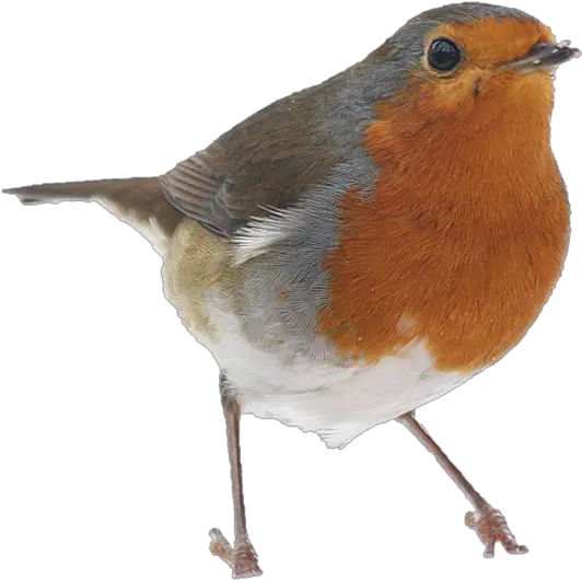 Download Free Png Collection Of Transparent Birds Robin Robin Bird Png Robin Transparent