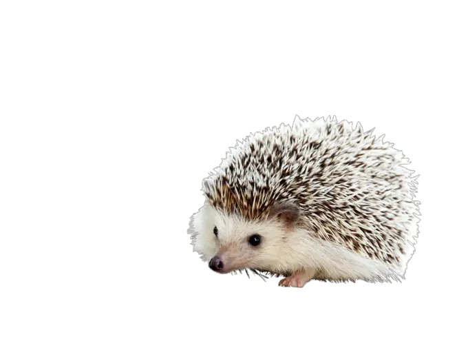 Cute Hedgehog Transparent Png Image Hedgehog Wallpaper For Android Hedgehog Transparent