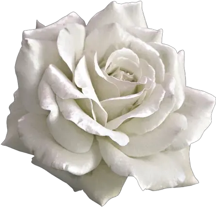 Aesthetic White Rose Png Transparent Aesthetic Pink Rose Png White Flower Transparent