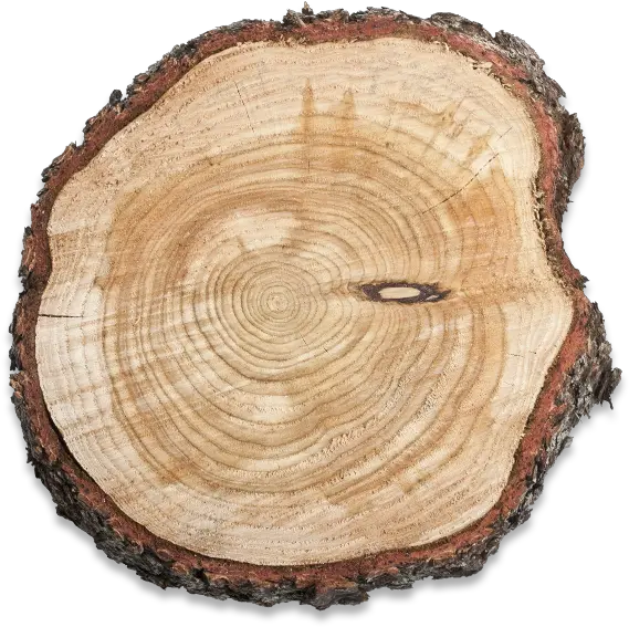 Tree Trunk Png Tree Trunk Cut Png Piece Of Wood Png