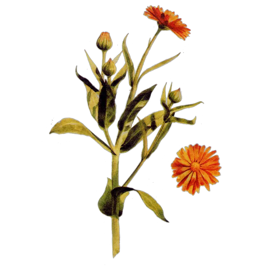 Download Pot Marigold Hd Png Uokplrs Hawkweeds Png Marigold Png