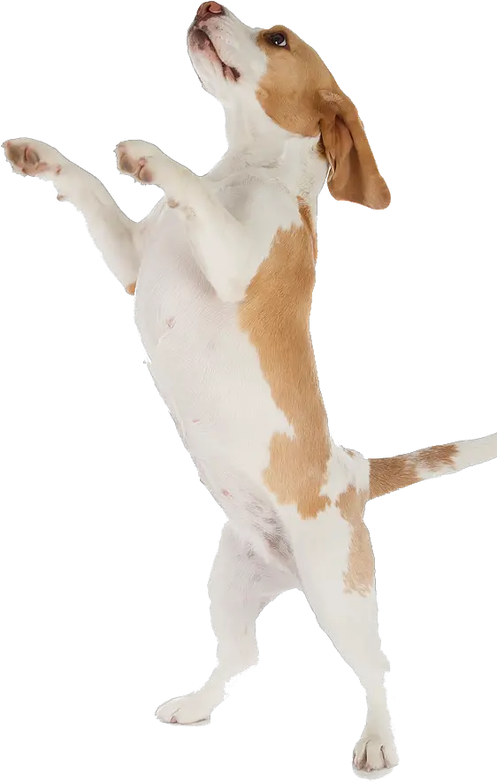 Dog Dog Jumping With White Background Png Dogs Transparent