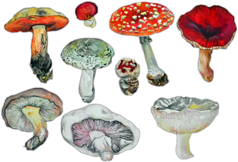 Mushrooms Not My Pic Mushroom Drawings Png Mushroom Transparent