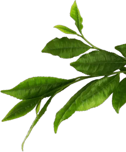 Transparent Leaf Green Tea Tea Leaves Transparent Some By Mi Aha Bha Pha 30 Days Miracle Acne Clear Foam 100ml Png Leaf Transparent Background