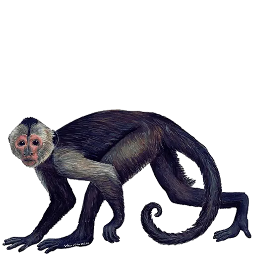 Capuchin Capuchin Monkey Png Jungle Animals Png