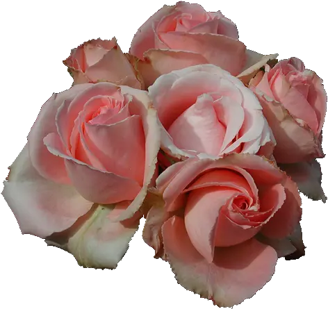 Transparent Pink Rose Picture Just Our Pictures Of Roses Rose Png Pink Roses Png