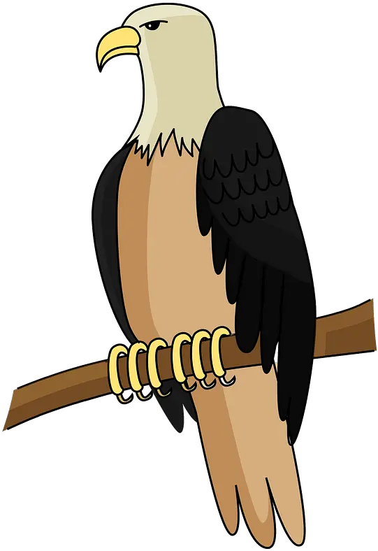 Bald Eagle Clipart Free Download Transparent Png Creazilla Bald Eagle Eagle Clipart Png