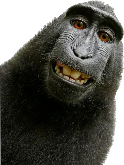 Ape David Slater Monkey Png Ape Png