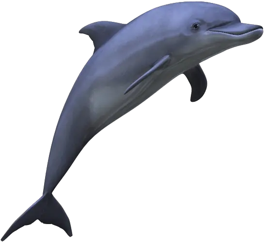 Dolphin Transparent Png Dolphin Transparent Background Dolphin Transparent