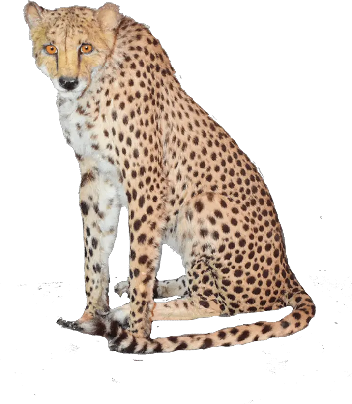 Sitting Cheetah Png High Quality Image Png Arts Sitting Cheetah Png Sitting Png