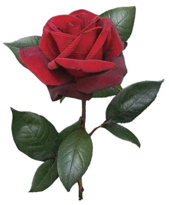 Free Images Single Red Rose Bud Png Real Rose Png