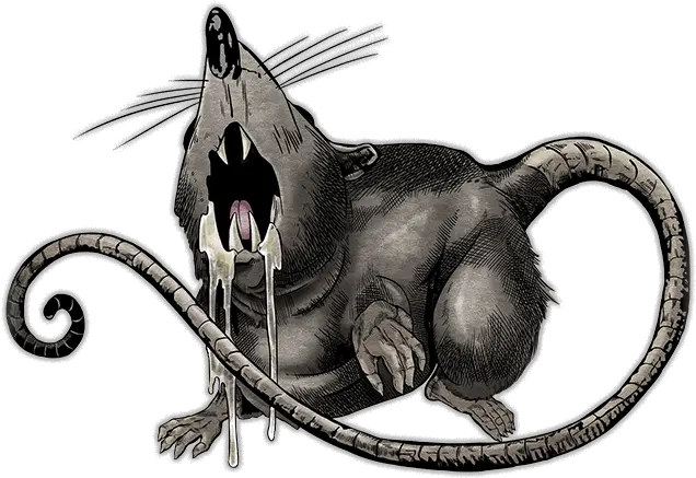 Rat Cat Yawns Png Rat Png
