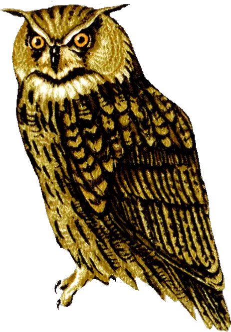 16 Great Horned Owl Clipart Transparent Png