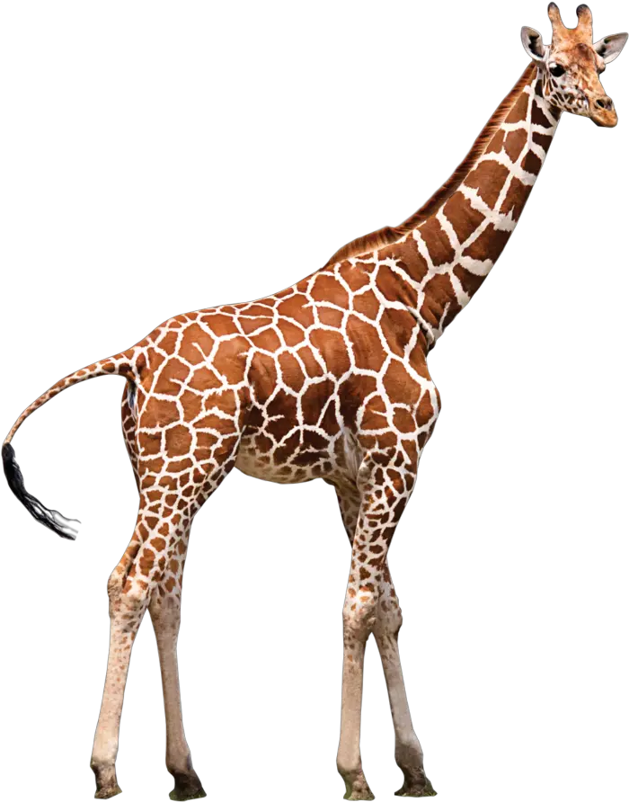 Zoo Animal Transparent Background Giraffe Png Giraffe Transparent Background