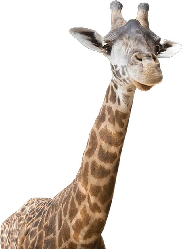 Download Freeuse Giraffe Real Zoo Animals Png Giraffe Transparent Background