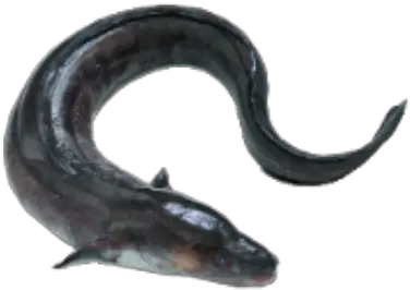 Electric Eel Icon Roblox Conger Eel Png Eel Png