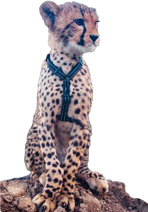 Side Imagecheetah National Zoo U0026 Aquarium Cheetah Png Cheetah Png