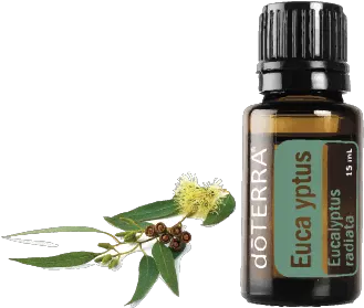 Eucalyptus Eucalyptus Doterra Png Eucalyptus Png