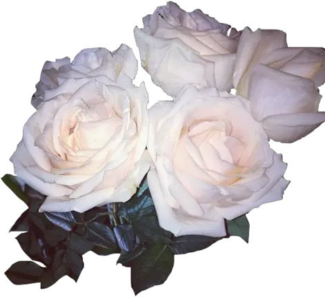 Download Rose Whiterose Flower Sticker White Rose Png Aesthetic White Rose Transparent