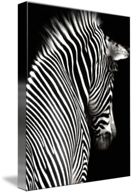 Black And White Zebra With Background By Elle Arden Paintings On Black Background Png Zebra Transparent Background