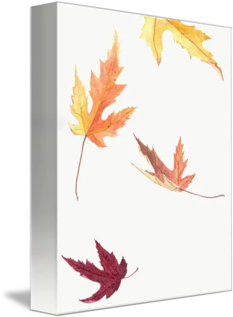 Falling Leaves By Jennifer Woodworth Maple Leaf Png Falling Leaves Transparent