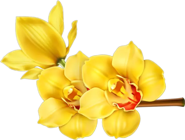 Graphic Freeuse Library Flower Clip Art Orchid Flower Hd Png Single Flower Png