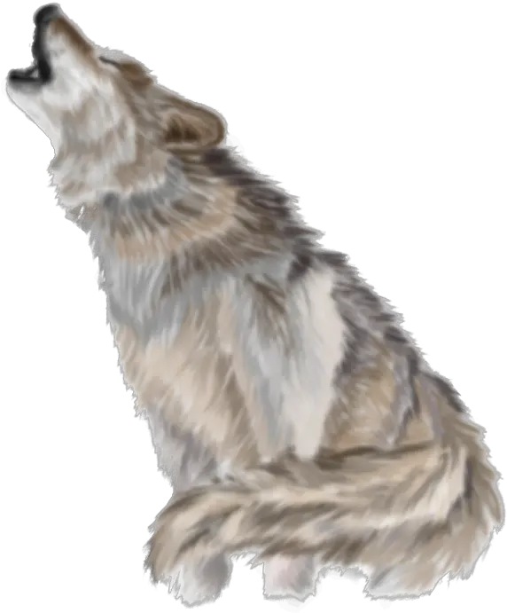 Download Wolf Png Pic Wolf Wolf Face Png