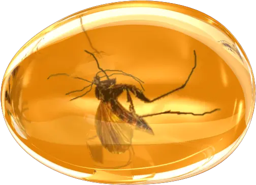 Amber Gem Jewel Komar Mosquito Precious Succinite Icon Mosquito In Amber Png Mosquito Transparent