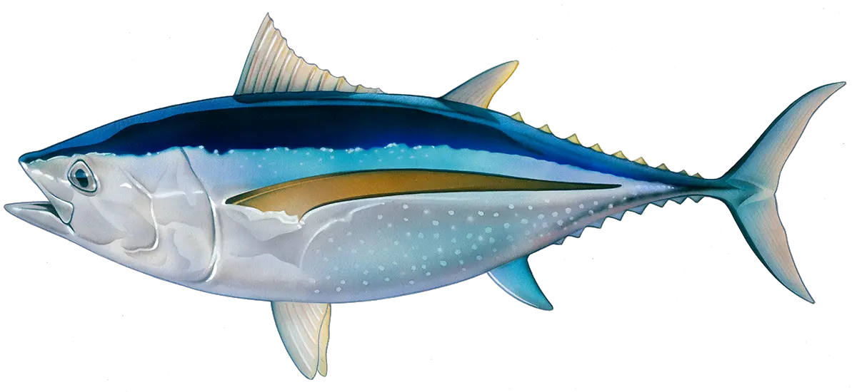 Fish Sketch Png