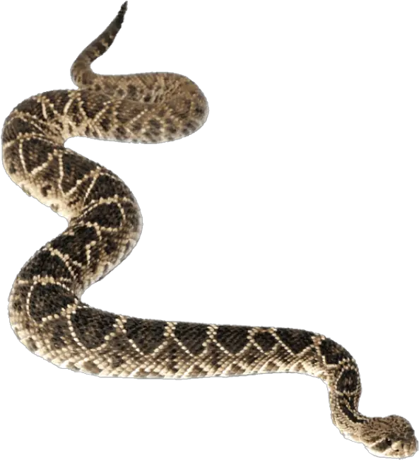 Transparent Background Hq Png Image Western Diamondback Rattlesnake Png Snake Transparent Background