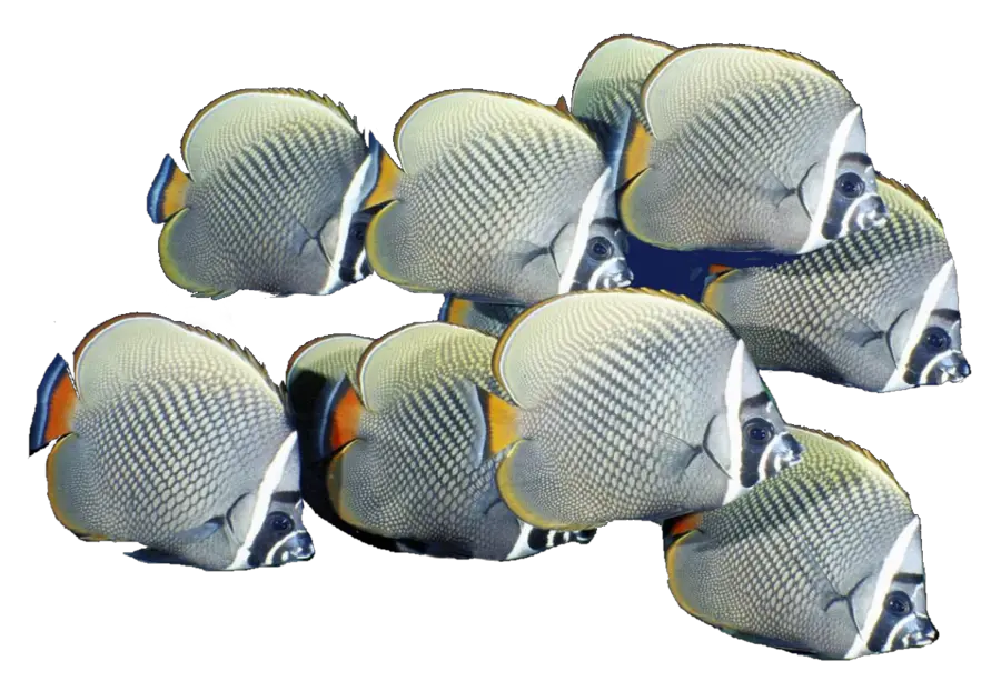 Fish Skin Png