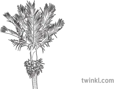 Nikau Palm Black And White Illustration Twinkl Language Png Palm Branch Png