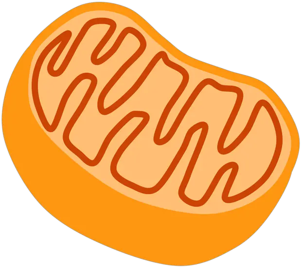 Mitochondria No Label Clipart Transparent Mitochondria Png Mitochondria Png